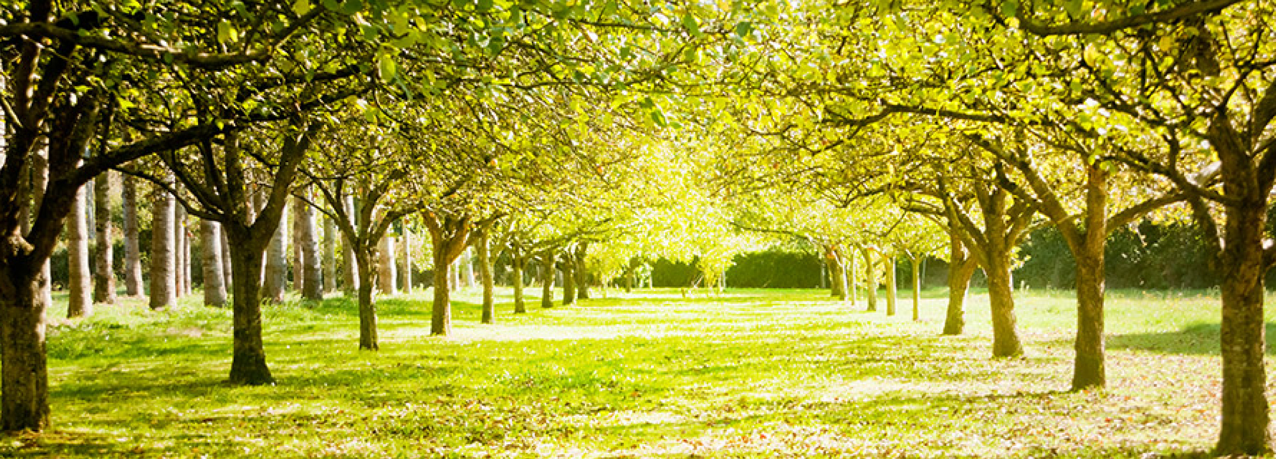 trees and garden - funeral packages Croydon