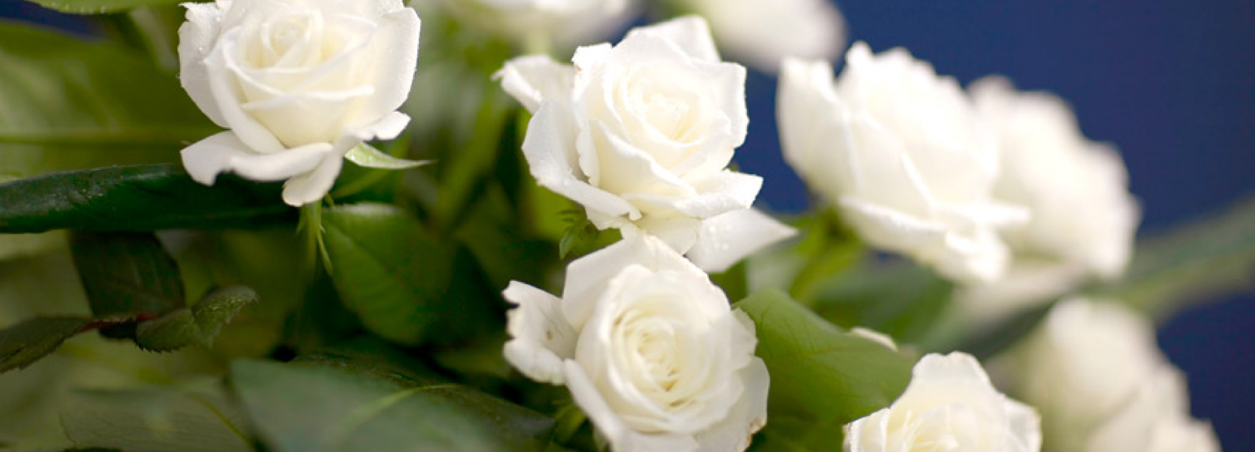white roses - funeral packages Croydon